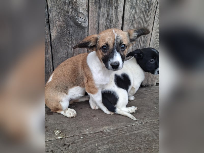 Hundekind Hannah braucht Sicherheit