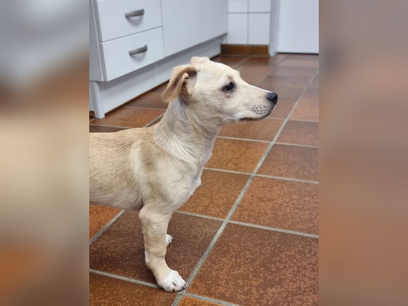 Kleiner süßer Predrag