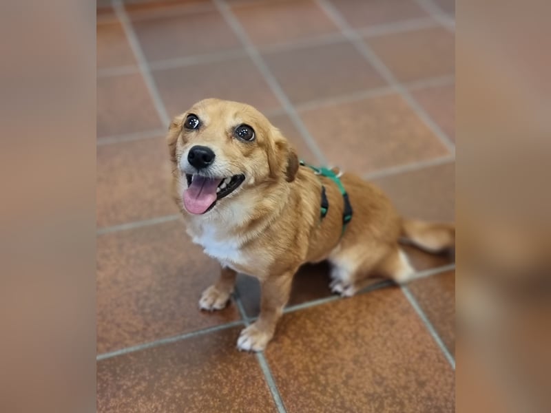 Niedliche Inja in Hennef sucht ein Zuhause