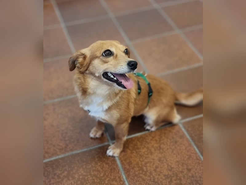 Niedliche Inja in Hennef sucht ein Zuhause