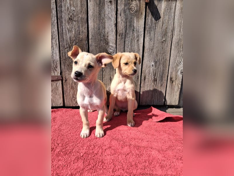 Kleiner süßer Predrag