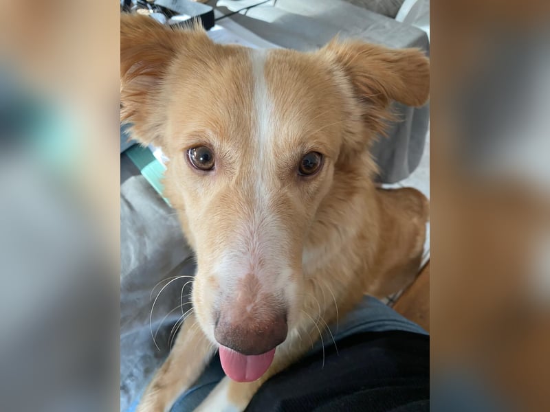 Hübsche Hündin Thora in 57635 Kircheib