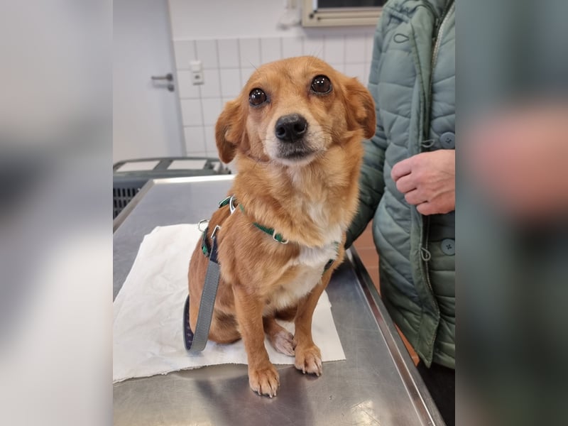 Niedliche Inja in Hennef sucht ein Zuhause