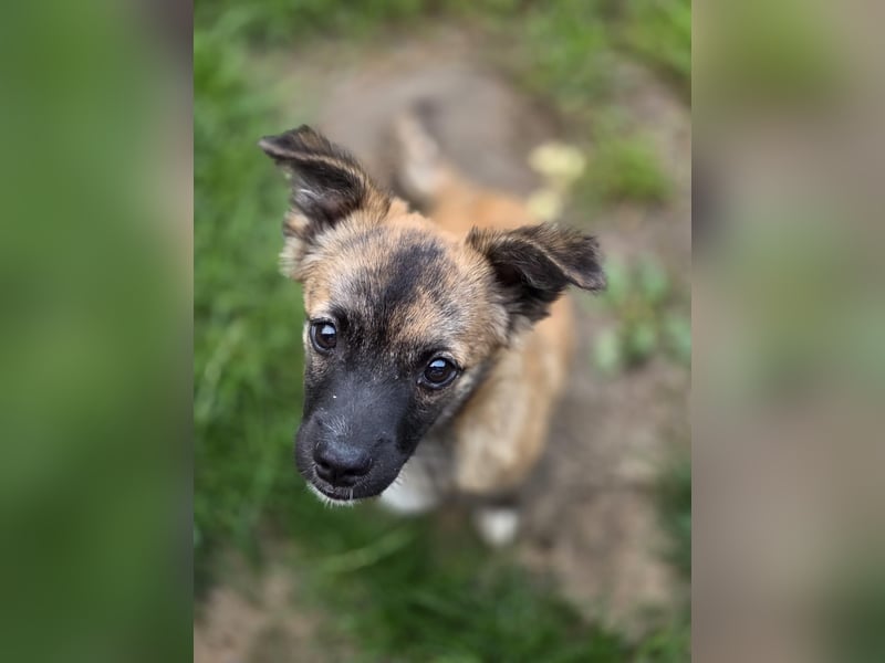 Winston sucht eine Für-immer-Familie