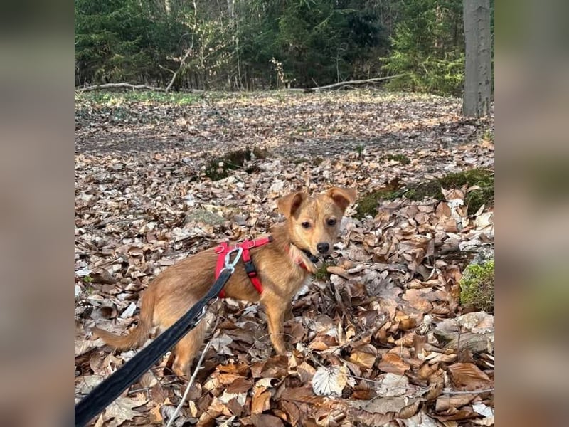 Kleine Merry sucht ein Zuhause