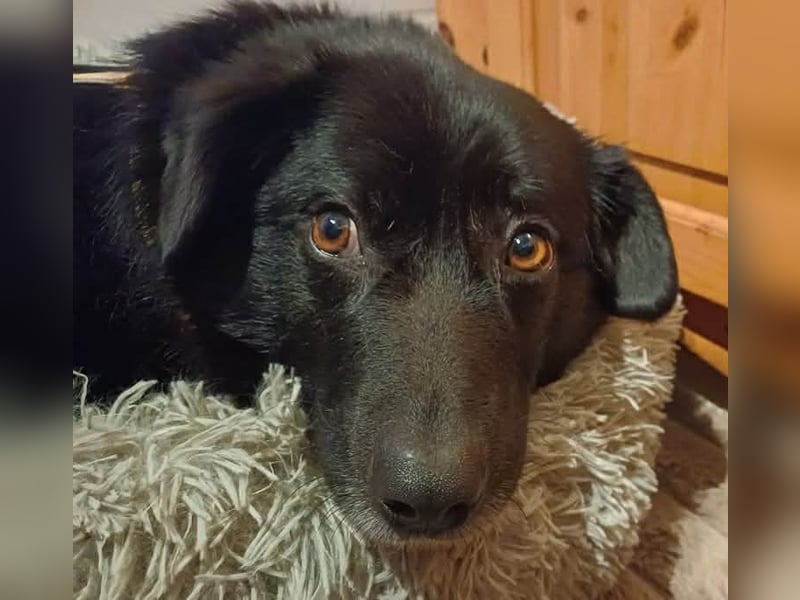 Dagny sucht ein Zuhause