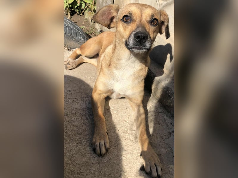 Zauberhafte kleine Rosé