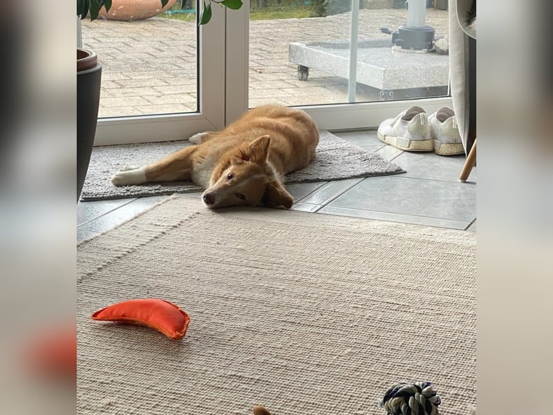 Hübsche Hündin Thora in 57635 Kircheib