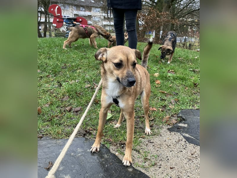 Zauberhafte kleine Rosé