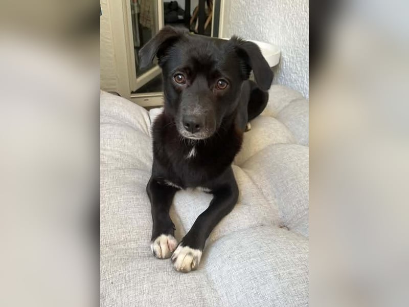 Monty sucht ein Für-immer-Zuhause