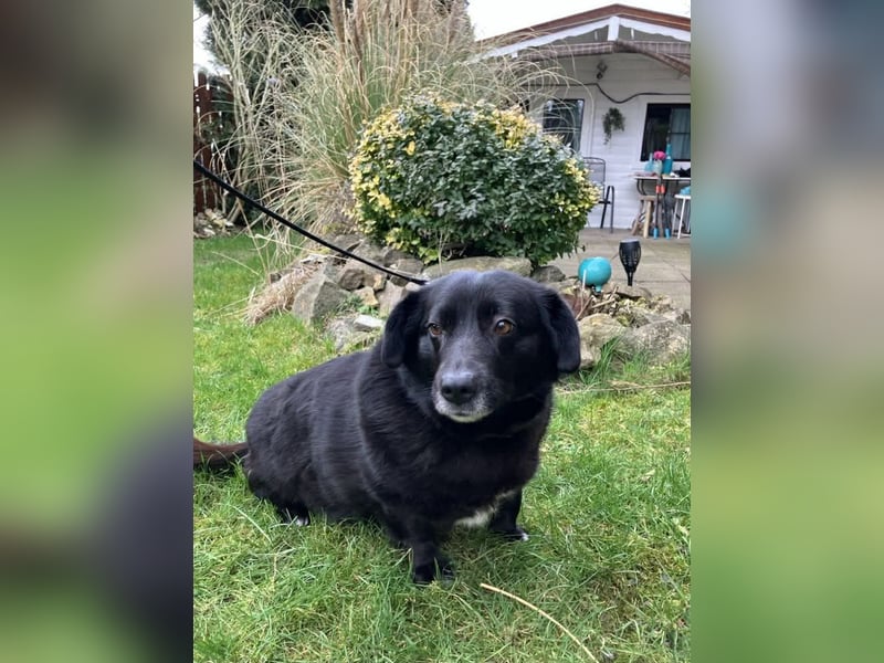 Dagny sucht ein Zuhause