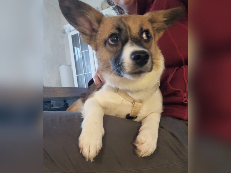 Hannah, kleine Hündin sucht Sicherheit