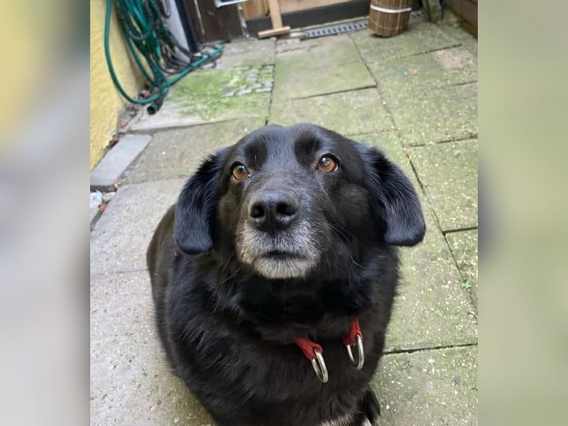 Dagny sucht ein Zuhause
