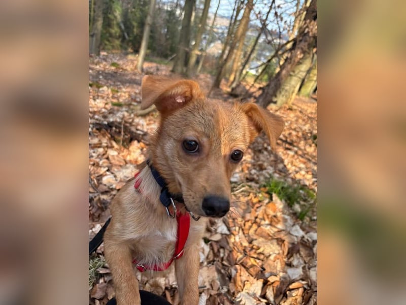 Kleine Merry sucht ein Zuhause