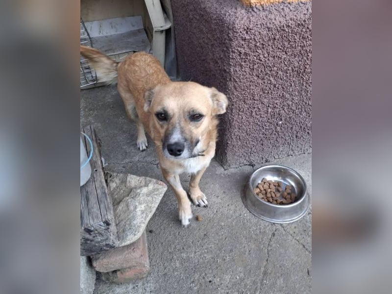 Kleine entzückende Niva sucht ein Zuhause