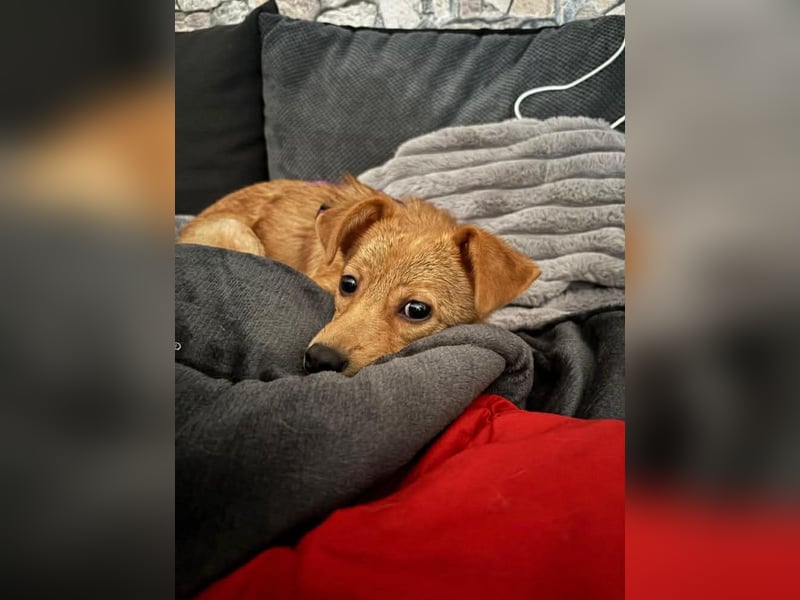 Kleine Merry sucht ein Zuhause