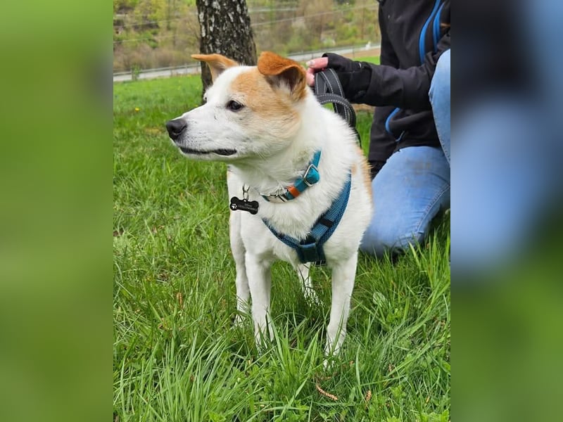 Tinto sucht ein Für-immer-Zuhause