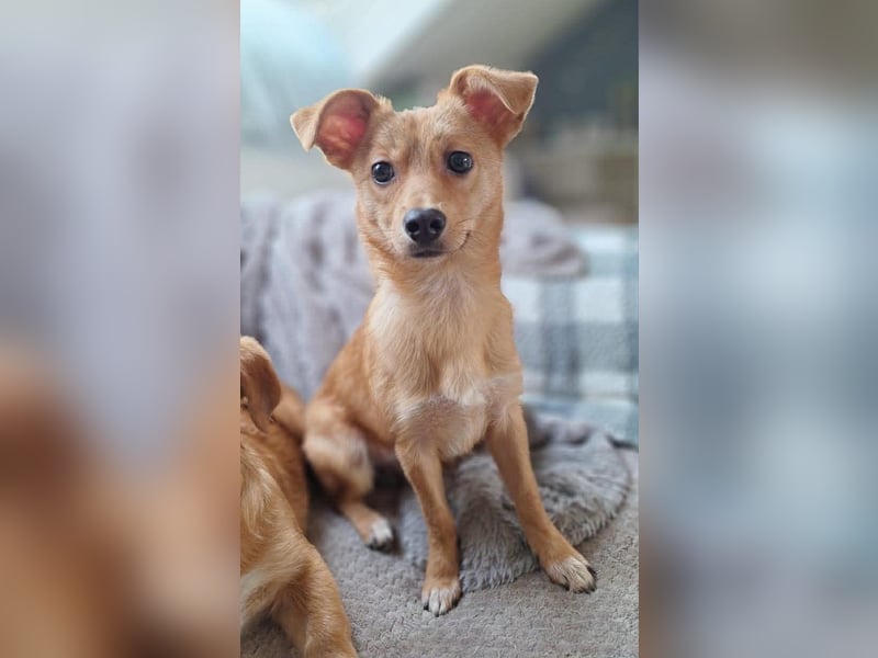 Kleine Merry sucht ein Zuhause