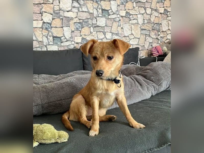 Kleine Merry sucht ein Zuhause