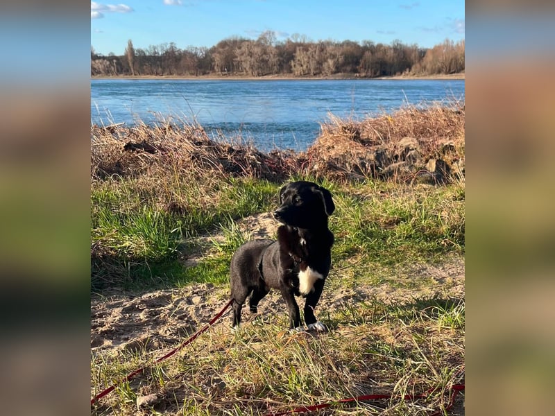 Monty sucht ein Für-immer-Zuhause