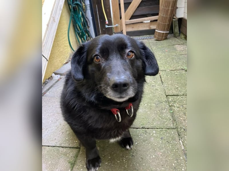 Dagny sucht ein Zuhause