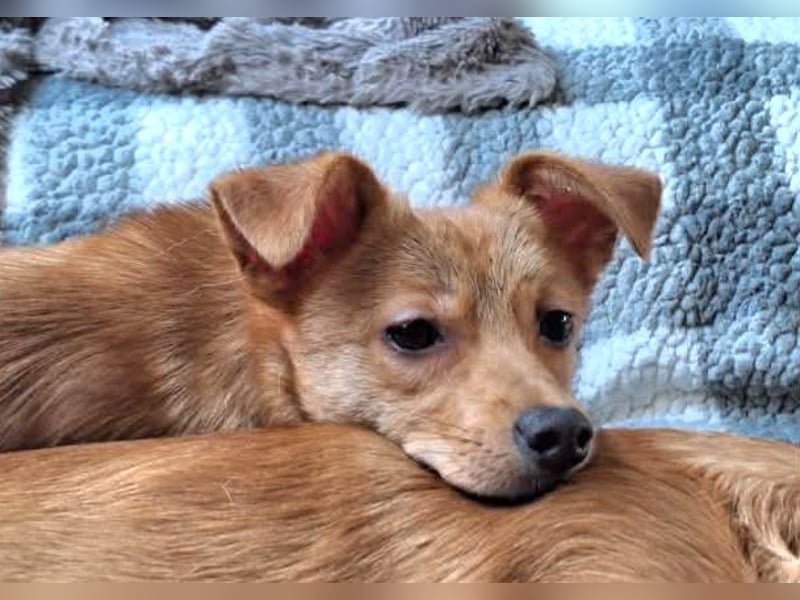 Kleine Merry sucht ein Zuhause