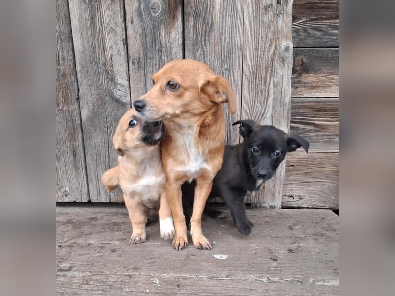 Niedliche Inja in Hennef sucht ein Zuhause