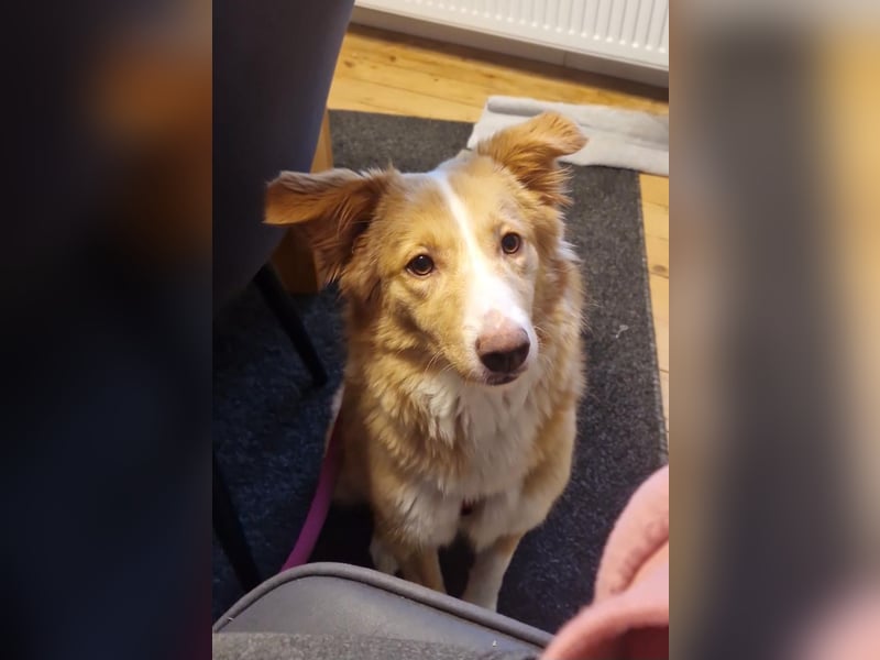 Hübsche Hündin Thora in 57635 Kircheib