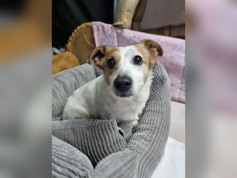 Lieber älterer Rüde Jack sucht ein Zuhause