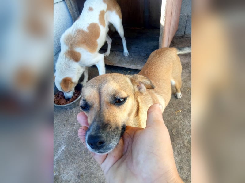 Zauberhafte kleine Rosé