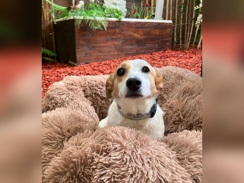 Lieber älterer Rüde Jack sucht ein Zuhause