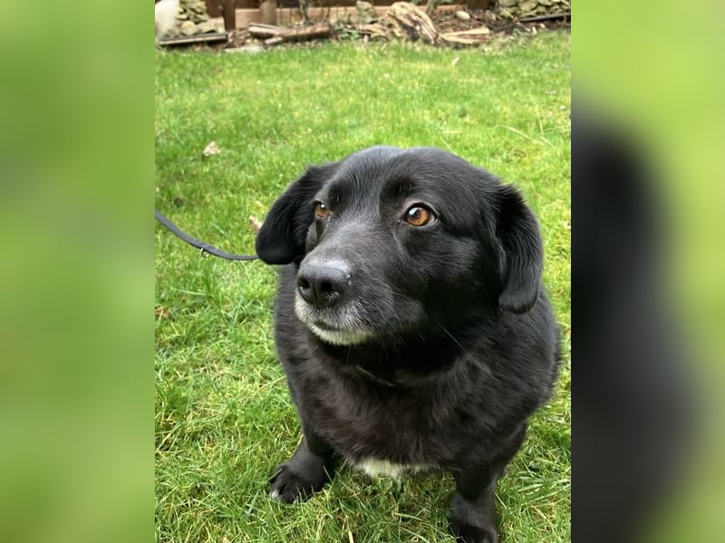 Dagny sucht ein Zuhause