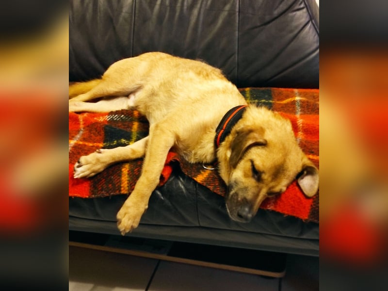Tinto sucht ein neues Zuhause