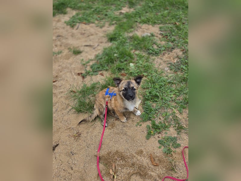 Winston sucht eine Für-immer-Familie
