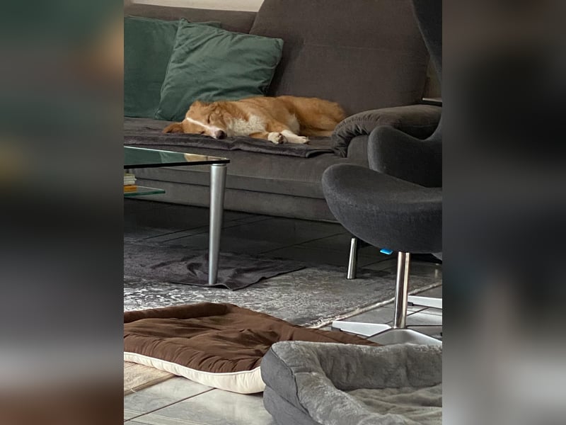 Hübsche Hündin Thora in 57635 Kircheib