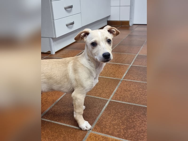 Kleiner süßer Predrag