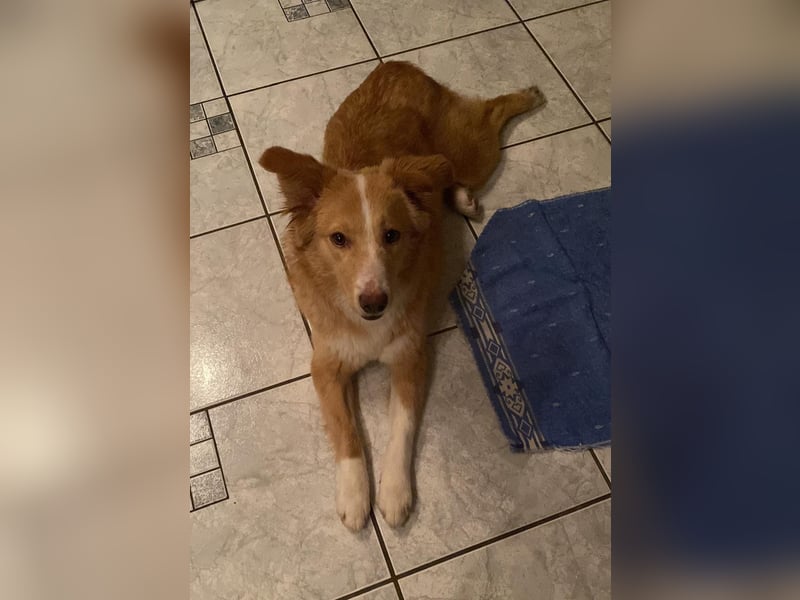 Hübsche Hündin Thora in 57635 Kircheib