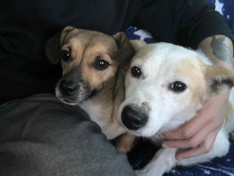 Tinto sucht ein Für-immer-Zuhause