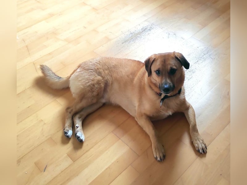 Tinto sucht ein neues Zuhause