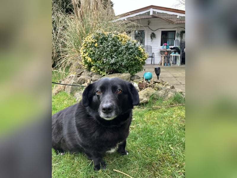 Dagny sucht ein Zuhause