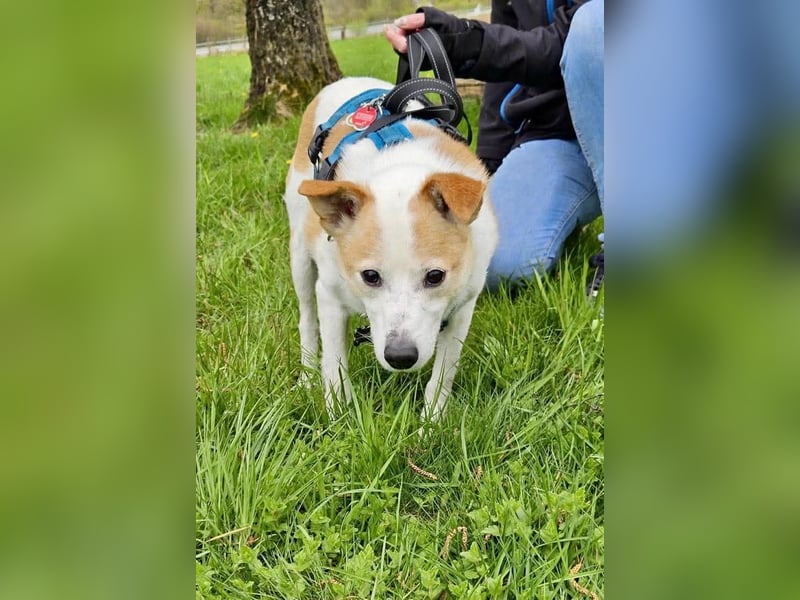 Tinto sucht ein Für-immer-Zuhause