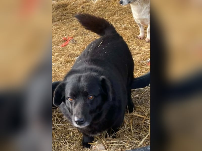 Dagny sucht ein Zuhause