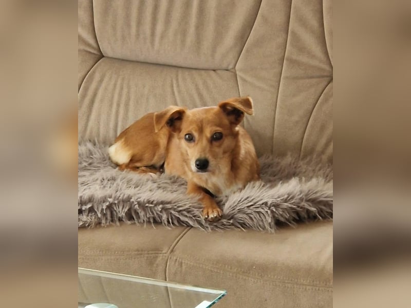 Niedliche Inja in Hennef sucht ein Zuhause