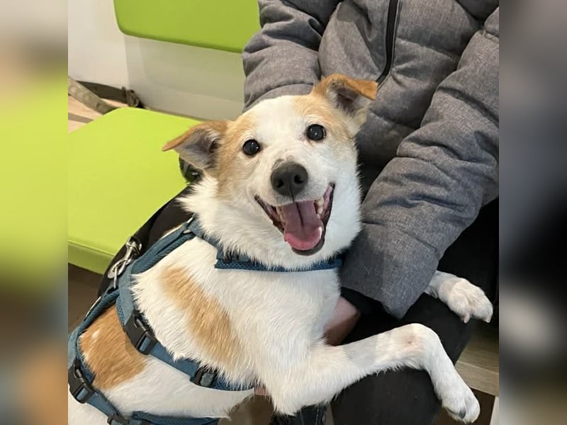 Tinto sucht ein Für-immer-Zuhause