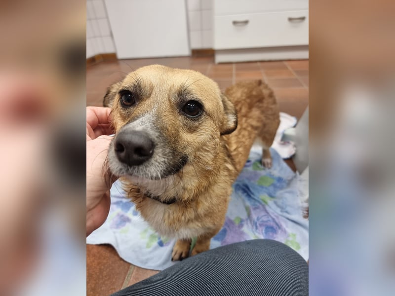 Kleine entzückende Niva sucht ein Zuhause