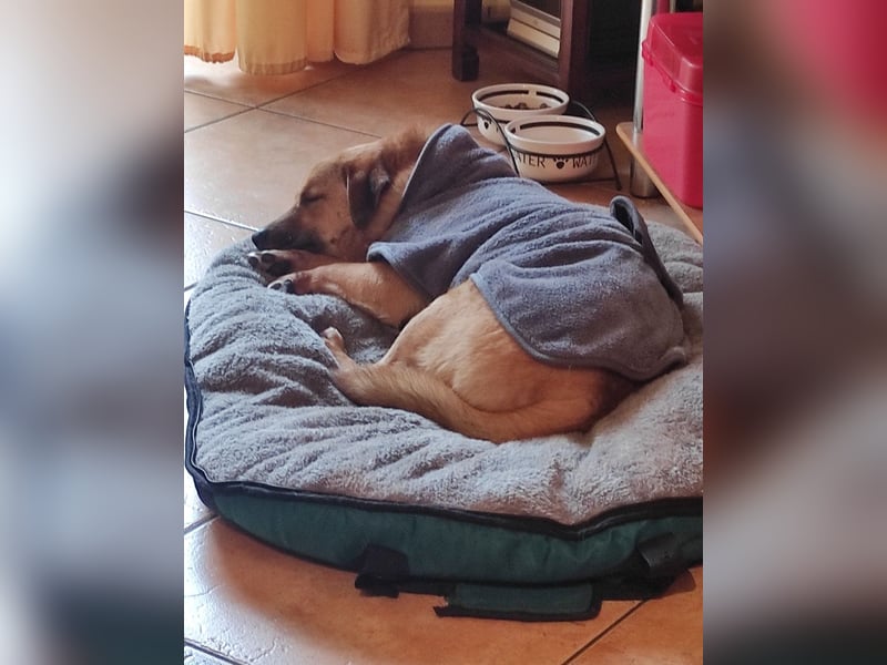 Tinto sucht ein neues Zuhause