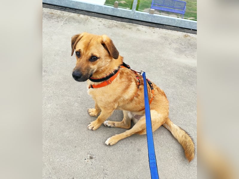 Tinto sucht ein neues Zuhause