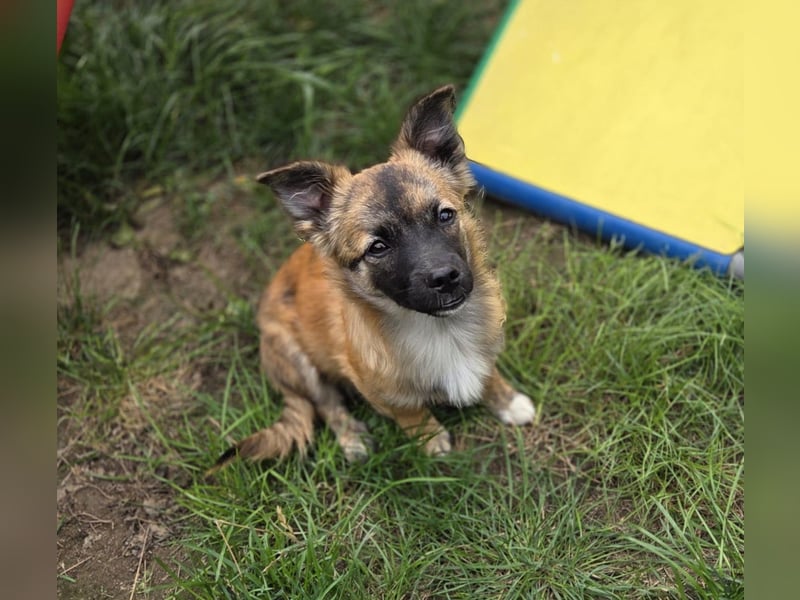 Winston sucht eine Für-immer-Familie