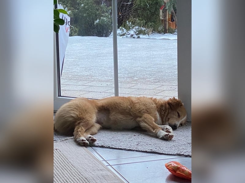 Hübsche Hündin Thora in 57635 Kircheib