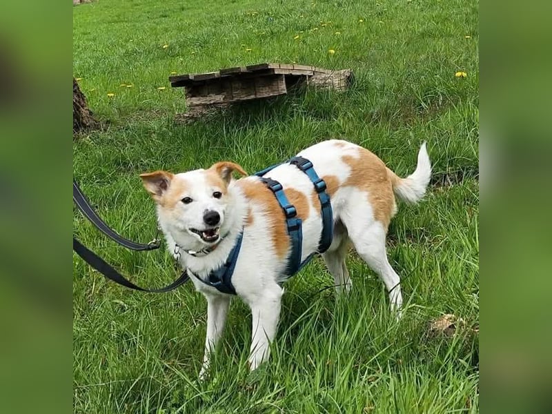 Tinto sucht ein Für-immer-Zuhause